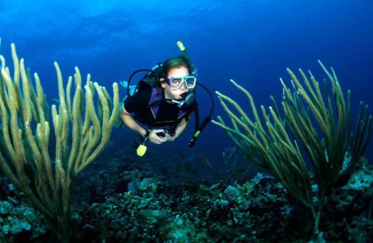 AN9BXH Diver and soft coral Caribbean. Image shot 2007. Exact date unknown.